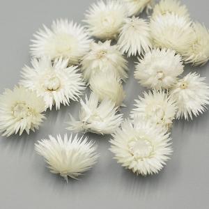 ドライフラワー 花材 即日出荷 シルバーデージ...の詳細画像1