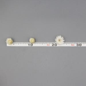 ドライフラワー 花材 即日出荷 シルバーデージ...の詳細画像2