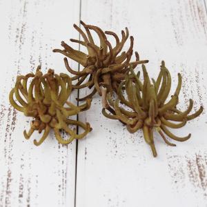 ドライフラワー 花材 即日出荷 スパイダーガム・クロウ 実 木の実 ドライフラワー リース アレンジ 花材 素材 材料 パーツ ナチュラル コアトレーディング