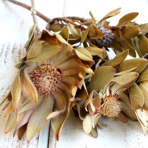 ドライフラワー 花材 即日出荷 ナーブサム ナ...の詳細画像1