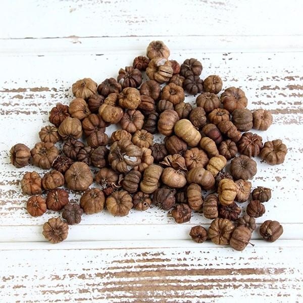 ドライフラワー 花材 即日出荷 プッカポッド ナチュラル 実 木の実 ドライフラワー リース アレン...