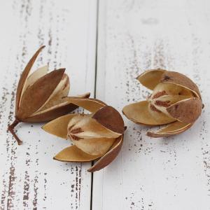 ドライフラワー 花材 即日出荷 リリー 実 木の実 ドライフラワー リース アレンジ 花材 素材 材料 パーツ アレンジメント ナチュラル コアトレーディング