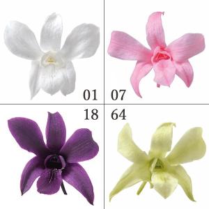 プリザーブドフラワー とりよせ品 Florever デンドロビウム S 1箱8輪入り の最安値 価格比較 送料無料検索 Yahoo ショッピング