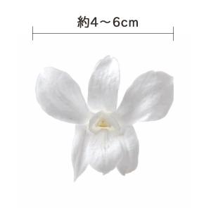 プリザーブドフラワー 花材 とりよせ品 デンド...の詳細画像1