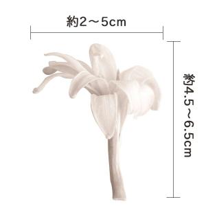 プリザーブドフラワー 花材 とりよせ品 チュー...の詳細画像2