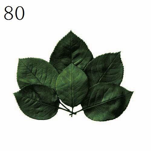 【ポイント5倍中 11/03 09:59迄】 プリザーブドフラワー 花材 とりよせ品 ローズリーフ(...