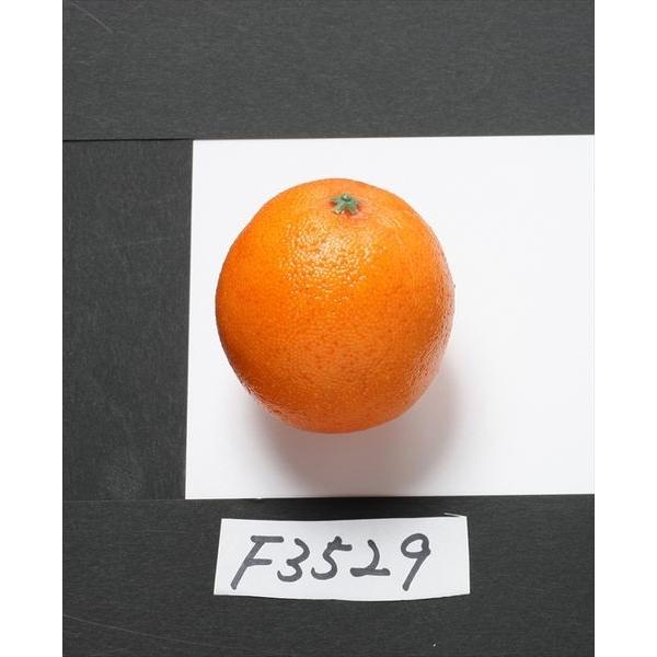 【P5倍中 12/02 09:59迄】 フェイクフルーツ とりよせ品 オレンジ フェイクフード フェ...