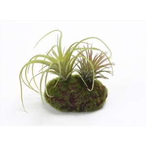 《 造花 グリーン 多肉植物 》とりよせ品花びし ティランジアモスアレンジ