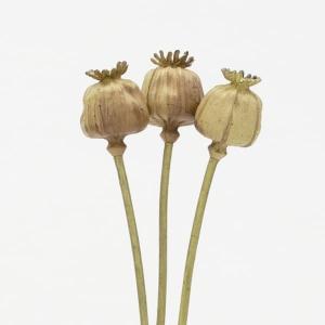 造花 とりよせ品 ポピーシード(3本/束) ケ...の詳細画像1