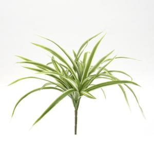 2026年2月】オリヅルランのおすすめ人気ランキング - Yahoo!ショッピング