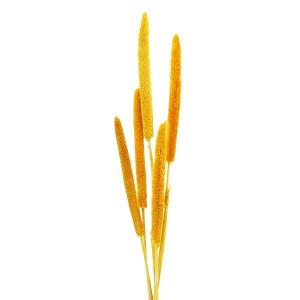 ドライフラワー 花材 即日出荷 【35％OFF】 ババラ イエロー (在庫限り) スワッグ ブーケ ドライフラワー 花束 ドライフラワースワッグ リース アレンジ