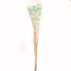 【40%OFF】 ドライフラワー 花材 即日出荷 二ゲラオリエンタリス ライトブルー 青 スワッグ ブーケ ドライフラワー花束 ドライフラワースワッグ リース 卸