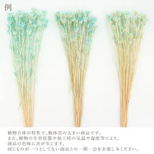 【40%OFF】 ドライフラワー 花材 即日出...の詳細画像3