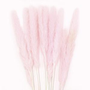ドライフラワー 花材 即日出荷 GPテールリー...の詳細画像1