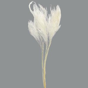 ドライフラワー 花材 即日出荷 【40％OFF】 GPイグサ ホワイト (在庫限り) 花材 材料 パーツ インテリア 白 アロマワックスサシェ レジン ハーバリウム 卸