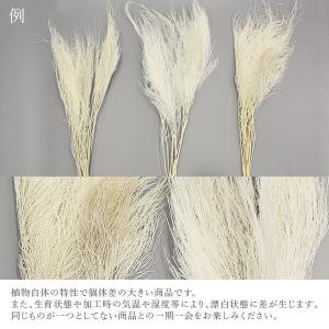 ドライフラワー 花材 即日出荷 【40%OFF...の詳細画像3
