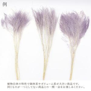 【40%OFF】 ドライフラワー 花材 即日出...の詳細画像3