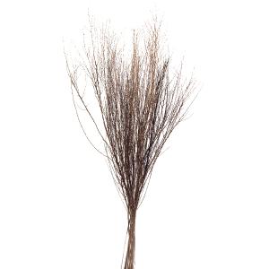 ドライフラワー 花材 即日出荷 GPコバタゴ ナ...の商品画像
