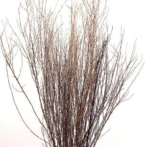 ドライフラワー 花材 即日出荷 GPコバタゴ ...の詳細画像1