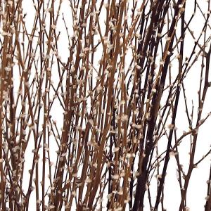 ドライフラワー 花材 即日出荷 GPコバタゴ ...の詳細画像2