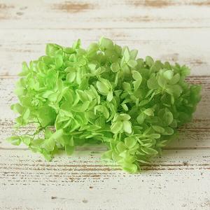 プリザーブドフラワー 花材 即日出荷 ピラミッド...の商品画像