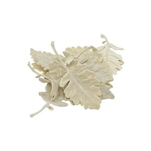 《プリザーブドフラワー 花材》出荷MONO GP白妙菊リーフ