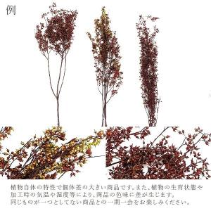 【40%OFF】 プリザーブドフラワー 花材 ...の詳細画像3