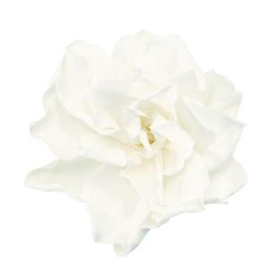 プリザーブドフラワー 花材 とりよせ品 クチナシ...の商品画像