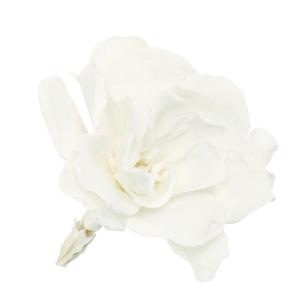 プリザーブドフラワー 花材 とりよせ品 クチナ...の詳細画像1