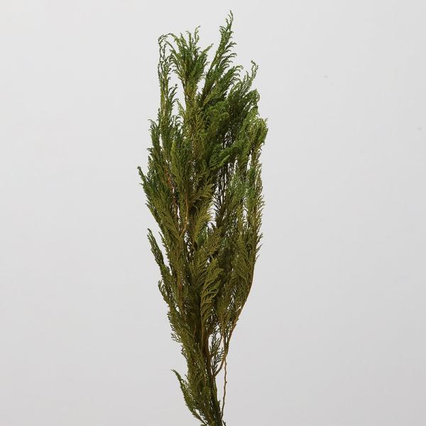 プリザーブドフラワー 花材 とりよせ品 コヒバ 花材 素材 材料 パーツ ドライフラワー 葉 リーフ...