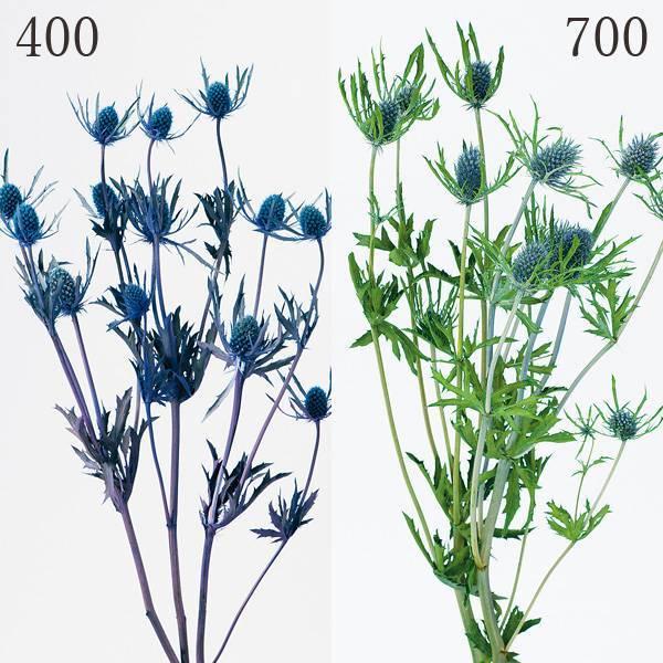 プリザーブドフラワー 花材 とりよせ品 エリンジューム ドライフラワー 花材 素材 パーツ 材料 ハ...