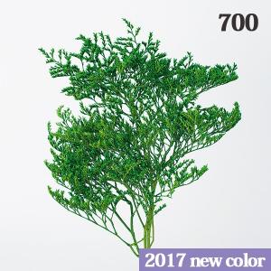ドライフラワー 花材 とりよせ品 タタリカ ド...の詳細画像1