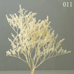 ドライフラワー 花材 とりよせ品 タタリカ ド...の詳細画像2