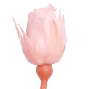 プリザーブドフラワー 花材 とりよせ品 スージ...の詳細画像1