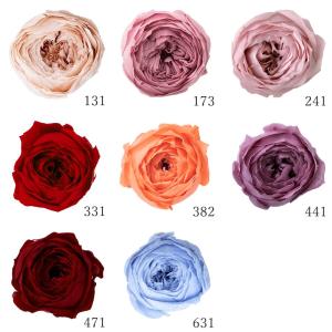 プリザーブドフラワー 花材 とりよせ品 スタンダードローズ(1箱6輪入り