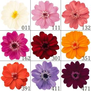 プリザーブドフラワー 花材》◇とりよせ品◇大地農園 ジニア・小(1箱12