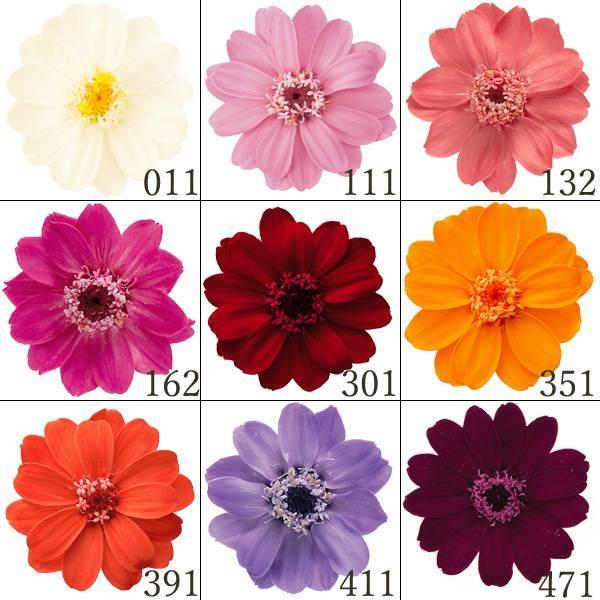 【P5倍中 7/14 9:59まで】 プリザーブドフラワー 花材 とりよせ品 ジニア・小(1箱12輪...