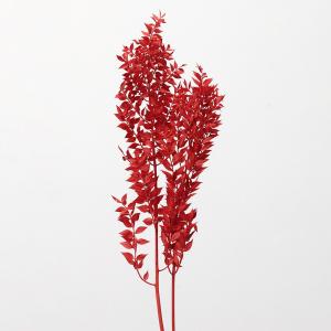 プリザーブドフラワー 花材 とりよせ品 ラスカス・プリザーブド 花材 素材 材料 パーツ ドライフラワー 葉 リーフ 赤 レッド 正月 クリスマス 卸 大地農園