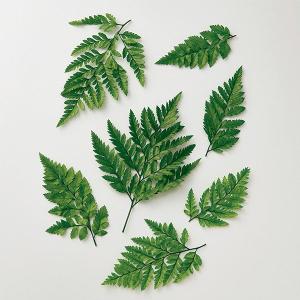 プリザーブドフラワー 花材 とりよせ品 レザーファーン・プリザーブド 花材 素材 材料 パーツ プリザーブドフラワー 葉 シダ ファーン 正月 緑 大地農園