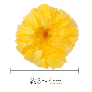 プリザーブドフラワー 花材 とりよせ品 輪菊・...の詳細画像2
