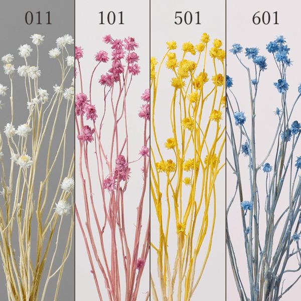 ドライフラワー 花材 とりよせ品 アンモビューム・ビューティー 花材 素材 材料 パーツ 白 ホワイ...