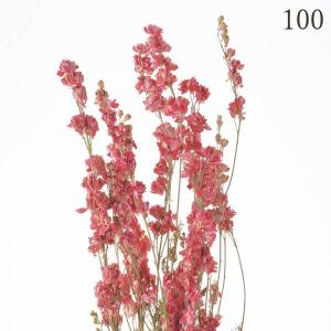ドライフラワー 花材 とりよせ品 デルフィニュ...の詳細画像4