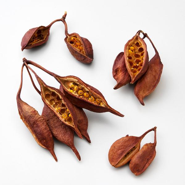 ドライフラワー 花材 とりよせ品 ブラキキトン 花材 素材 材料 パーツ 実 ブラッチーシトン ブラ...