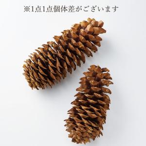 ドライフラワー 花材 とりよせ品 シュガーパイ...の詳細画像1