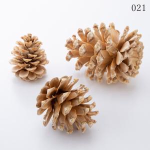 【P5倍中 7/14 9:59まで】 ドライフラワー 花材 とりよせ品 マックコーン 木の実 フルーツ 果実 ナッツ ドライ 自然素材 ドライフラワー プリ 花 大地農園