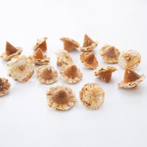 【P5倍中 7/14 9:59まで】 ドライフラワー 花材 とりよせ品 メキシカンハット 木の実 フルーツ 果実 ナッツ ドライ 自然素材 ドライフラワー 花 大地農園