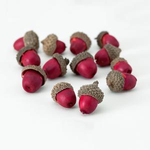 ドライフラワー 花材 とりよせ品 カラードングリ...の商品画像