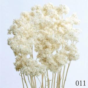 ドライフラワー 花材 とりよせ品 クリスパム ...の詳細画像2