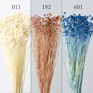 ドライフラワー 花材 とりよせ品 ピンキーボタン...の商品画像