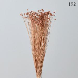 ドライフラワー 花材 とりよせ品 ピンキーボタ...の詳細画像2